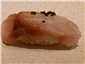 sea bass sushi